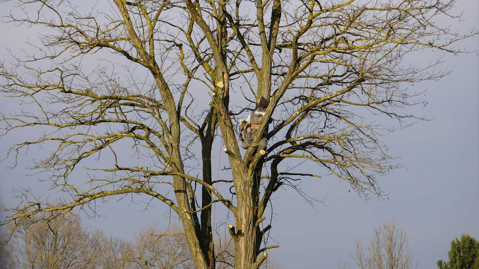 Completed tree work by Bee Wise Tree Service