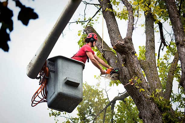 Tree Conservation and Maintenance