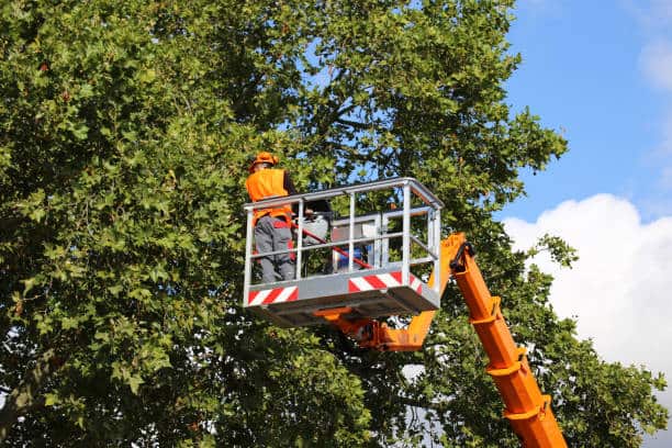 Tree Trimming and Pruning